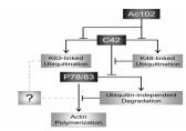 Model of a regulatory cascade that controls actin polymerization during AcMNPV infectio.jpg