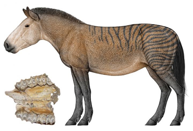 AN UPPER JAW FOSSIL AND A RECONSTRUCTION OF HIPPARION FORSTENAE.jpg