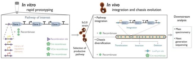 in vitro and in vivo SCRaMbLE-in methods.jpg