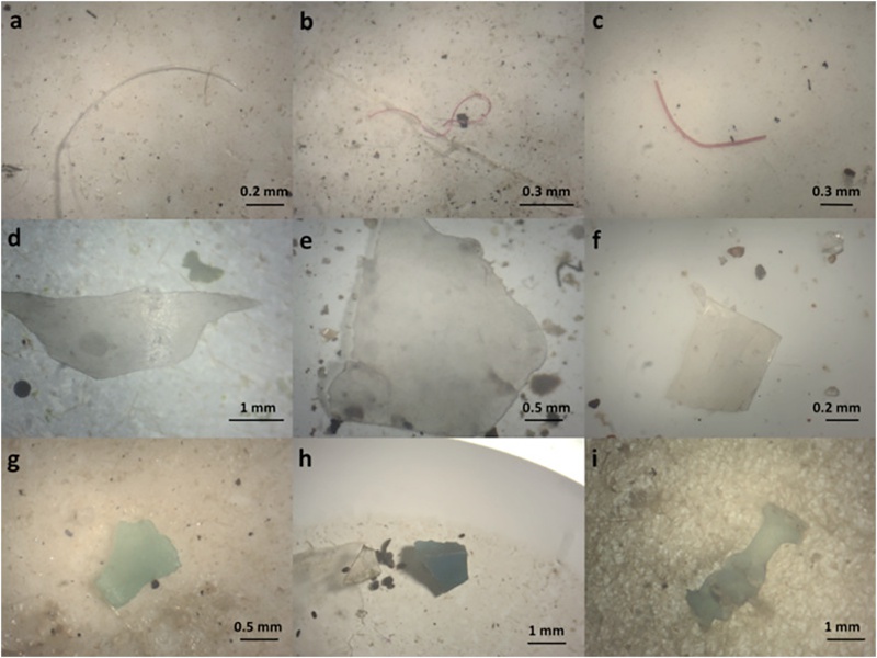 Photographs of microplastics under the stereomicroscope