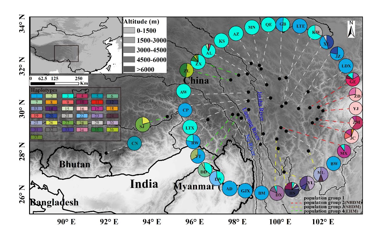 The distribution of 37 cpDNA haplotypes and the four population groups identified within 36 populations of Parasyncalathium souliei