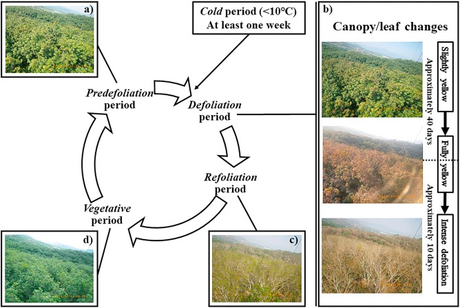 Pattern of intense defoliation occurred in rubber plantations during the four years observations from 2013 to 2016.jpg