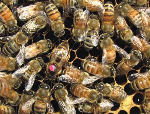 Honey Bee Queens Have Excellent Learning and Memory