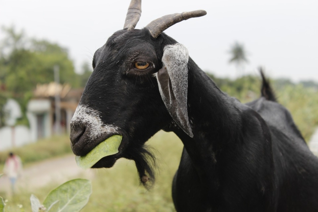 Goat.jpg