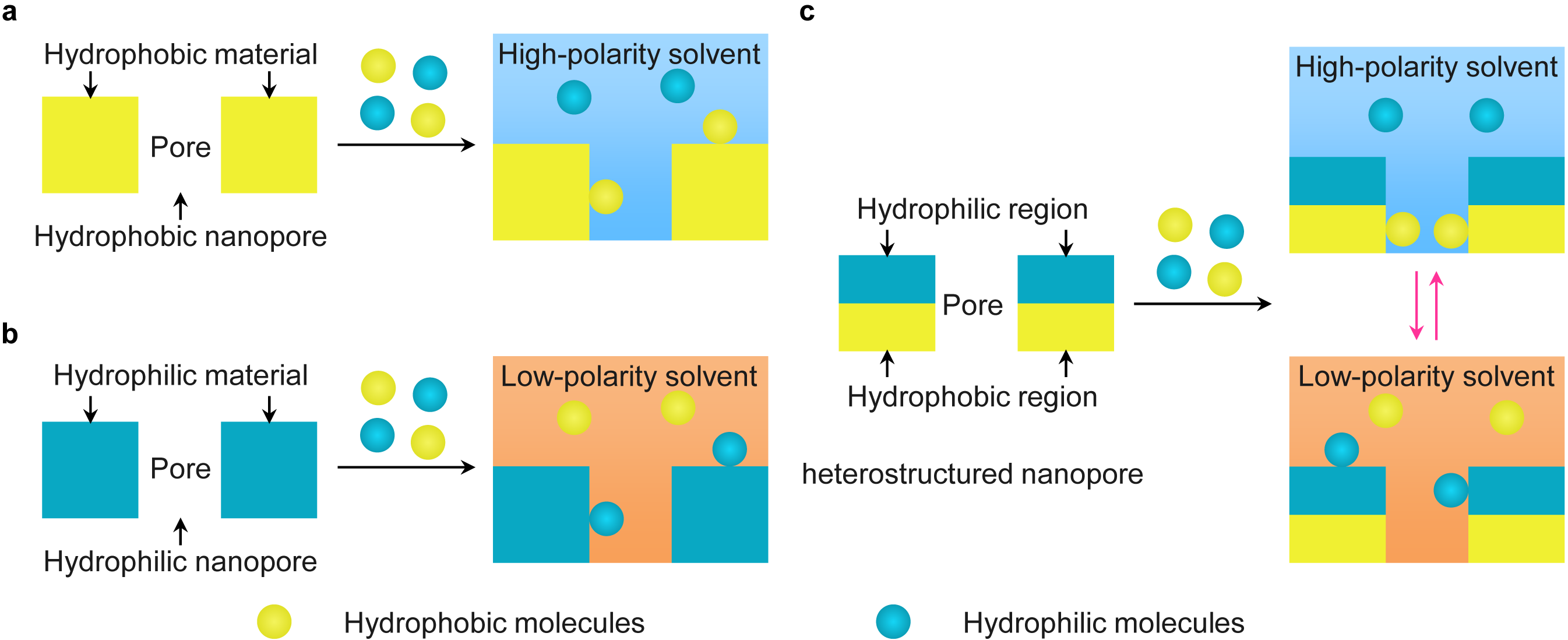 Solvent-switched biomolecule adsorption by the particles with heterostructured nanopores