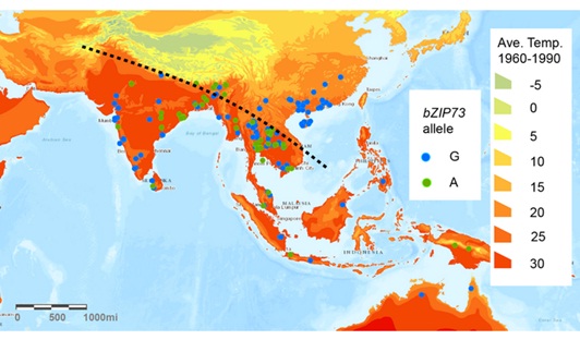 New Gene Facilitates Adaptation of <i>Japonica</i> Rice to Cold  Climates----Chinese Academy of Sciences