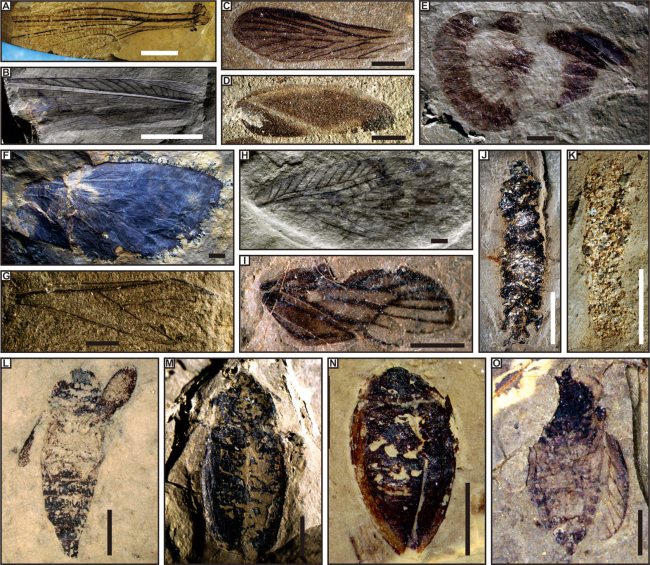 Photographs of typical insect fossils from Tongchuan and Karamay entomofaunas.jpg