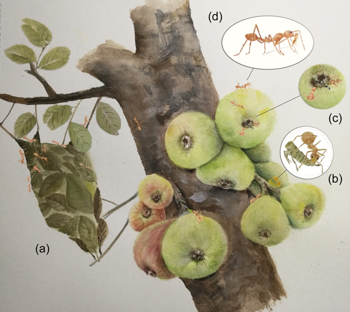 A schematic diagram of the interaction network among weaver ants, treehoppers, fig wasps, and Ficus racemosa