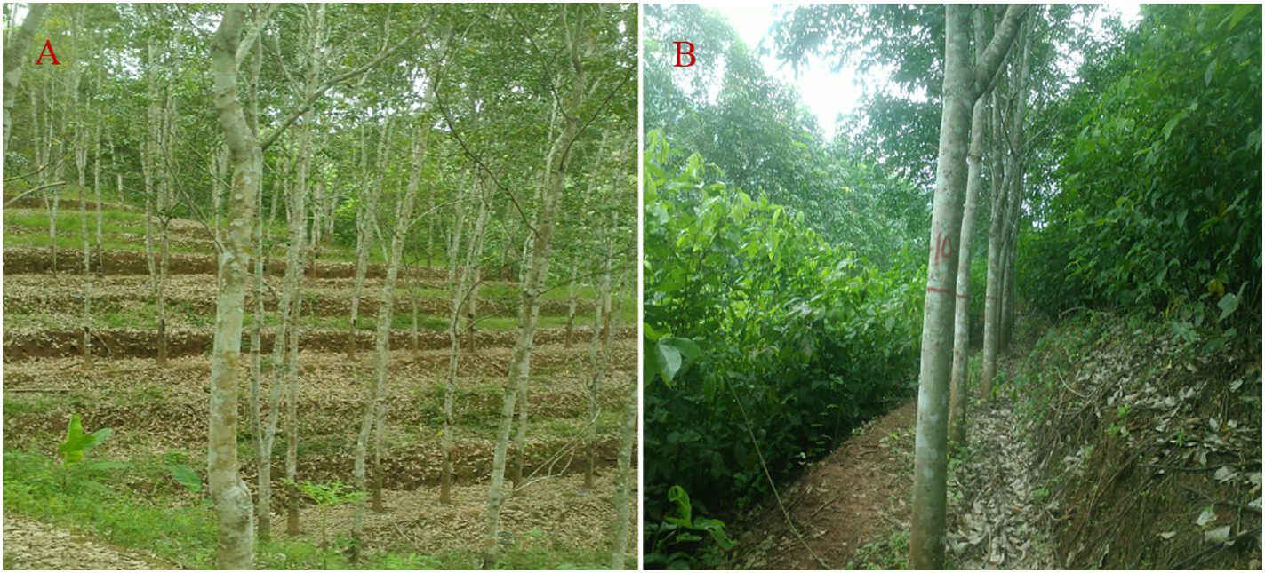 Rubber monoculture  and Rubeer-Flemingia macrophylla plantation.jpg