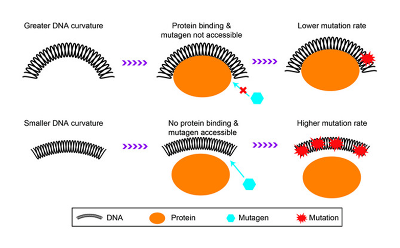 A schematic diagram of a possible mechanism that intrinsic DNA curvature reduces mutation rate