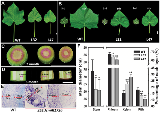 Leaf and stem phenotypes of 35S: JcmiR172a transgenic Jatropha..png