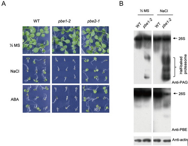 Stress-treated phenotypes of pbe mutants and proteasome assembly affected in PBE1 mutant (pbe1-2) under salt stress