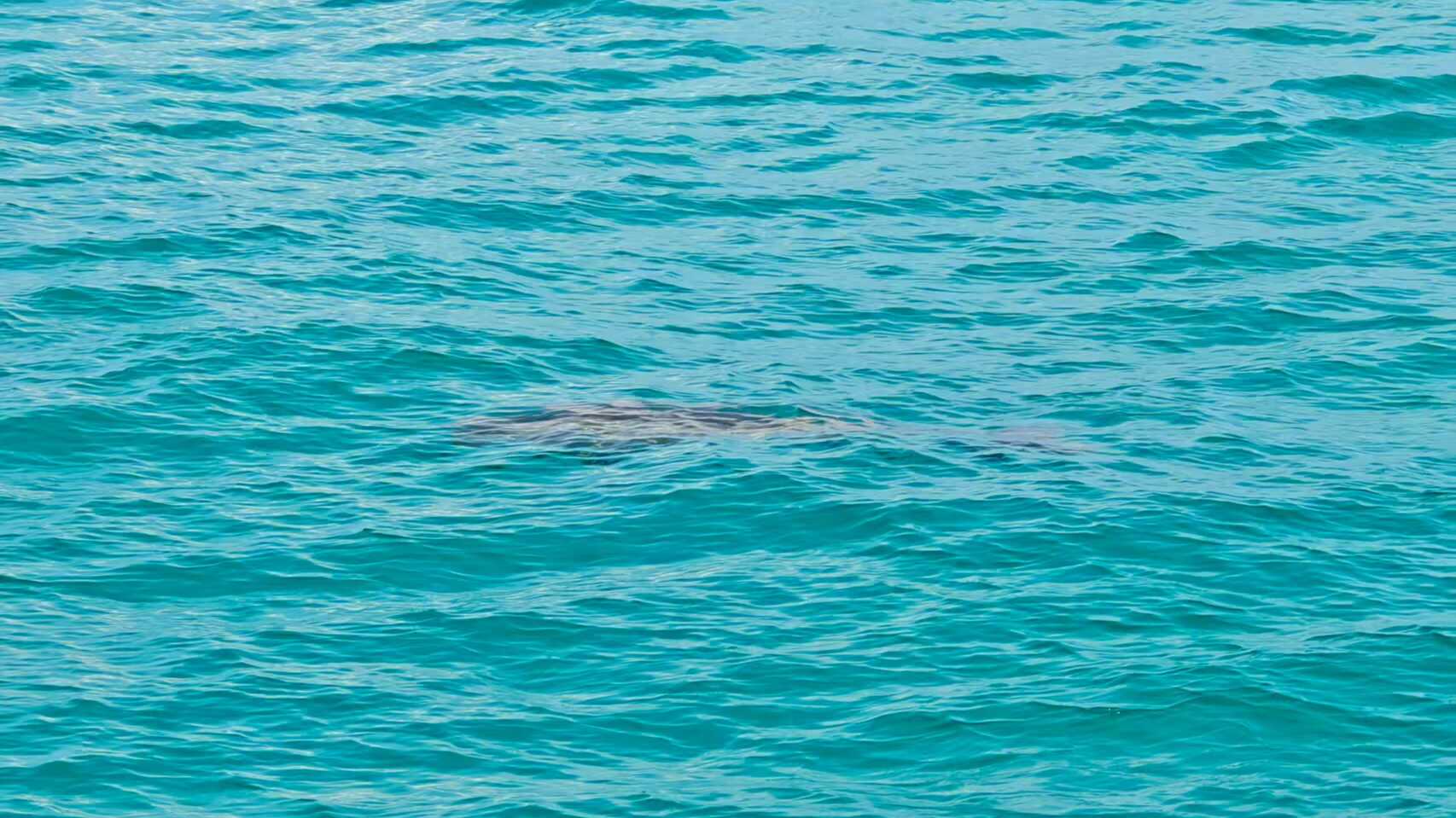 Dugongs Make A Return to Waters Near Yongshu Reef in Nansha Islands
