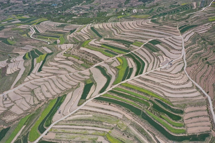 長期耕作が土壌動物多様性に与える影響を解明（Scientists Uncover How Long-term Cultivation Affects Soil Fauna Diversity in Oasis Farmlands）