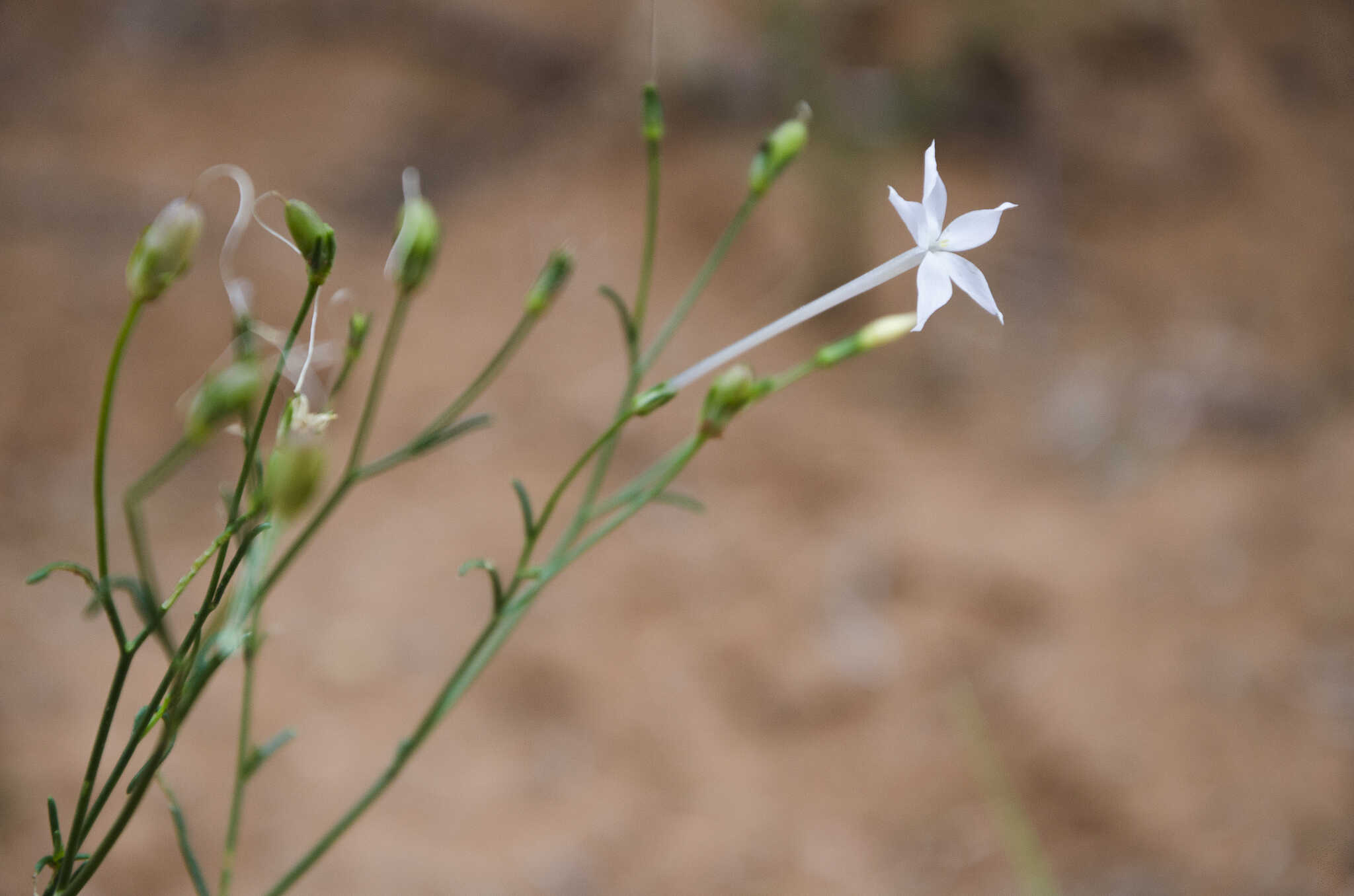 Chinese Scientists Solve Mystery of How Plants Make Nicotine