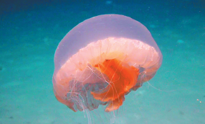 China-Chile Deep-sea Mission Marks intl Advance