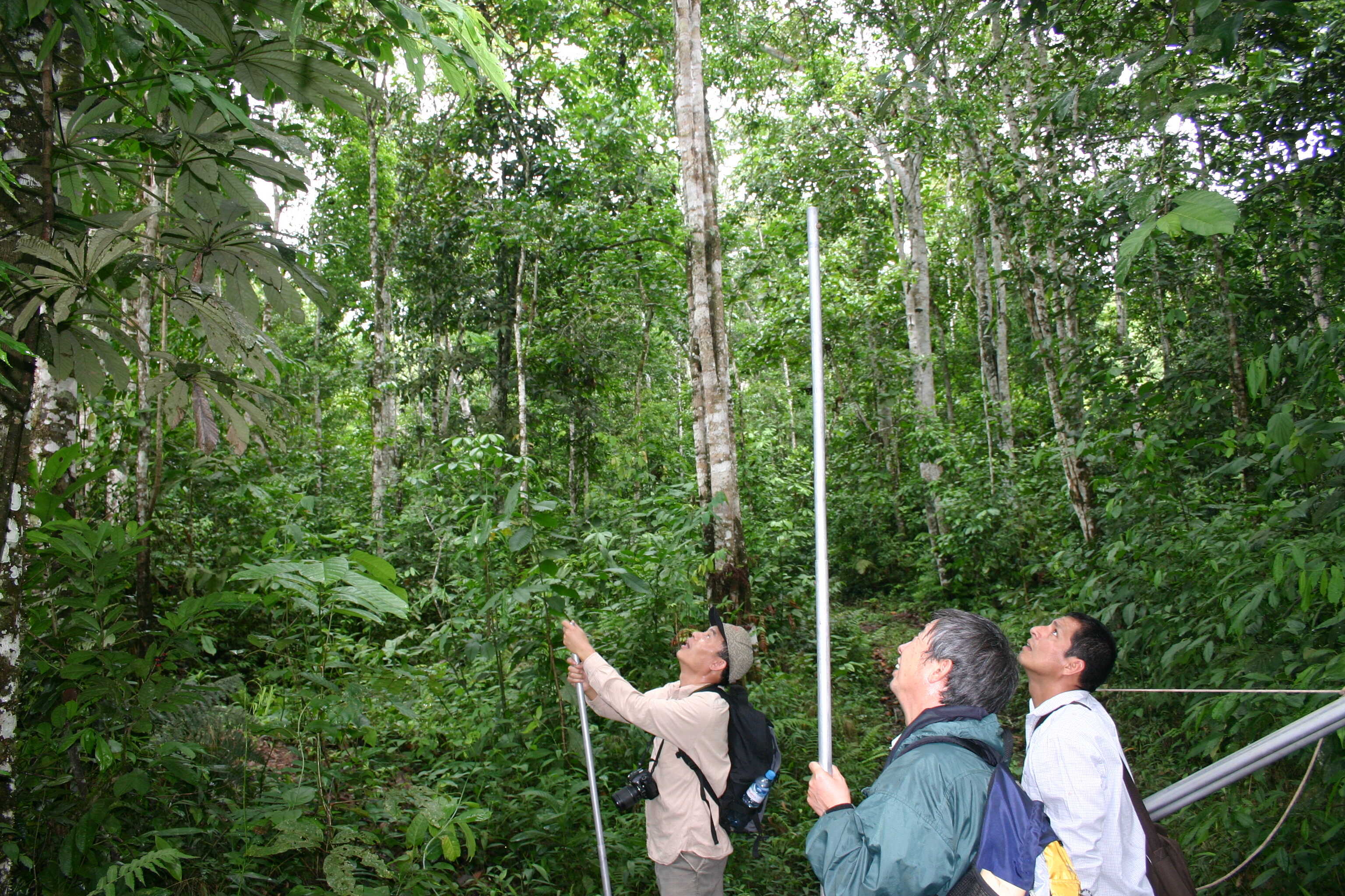 Storms, Dryness Speeding up Biomass Turnover in Amazon Forest: Study