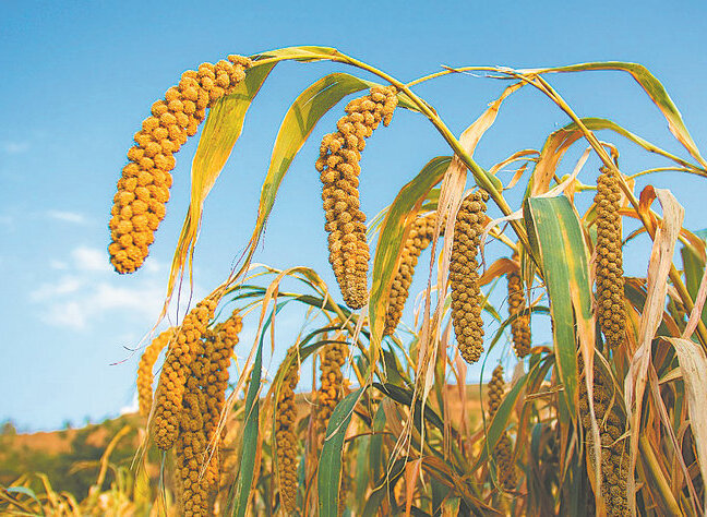 Ancient Climate Study Reframes Origins of Millet Farming