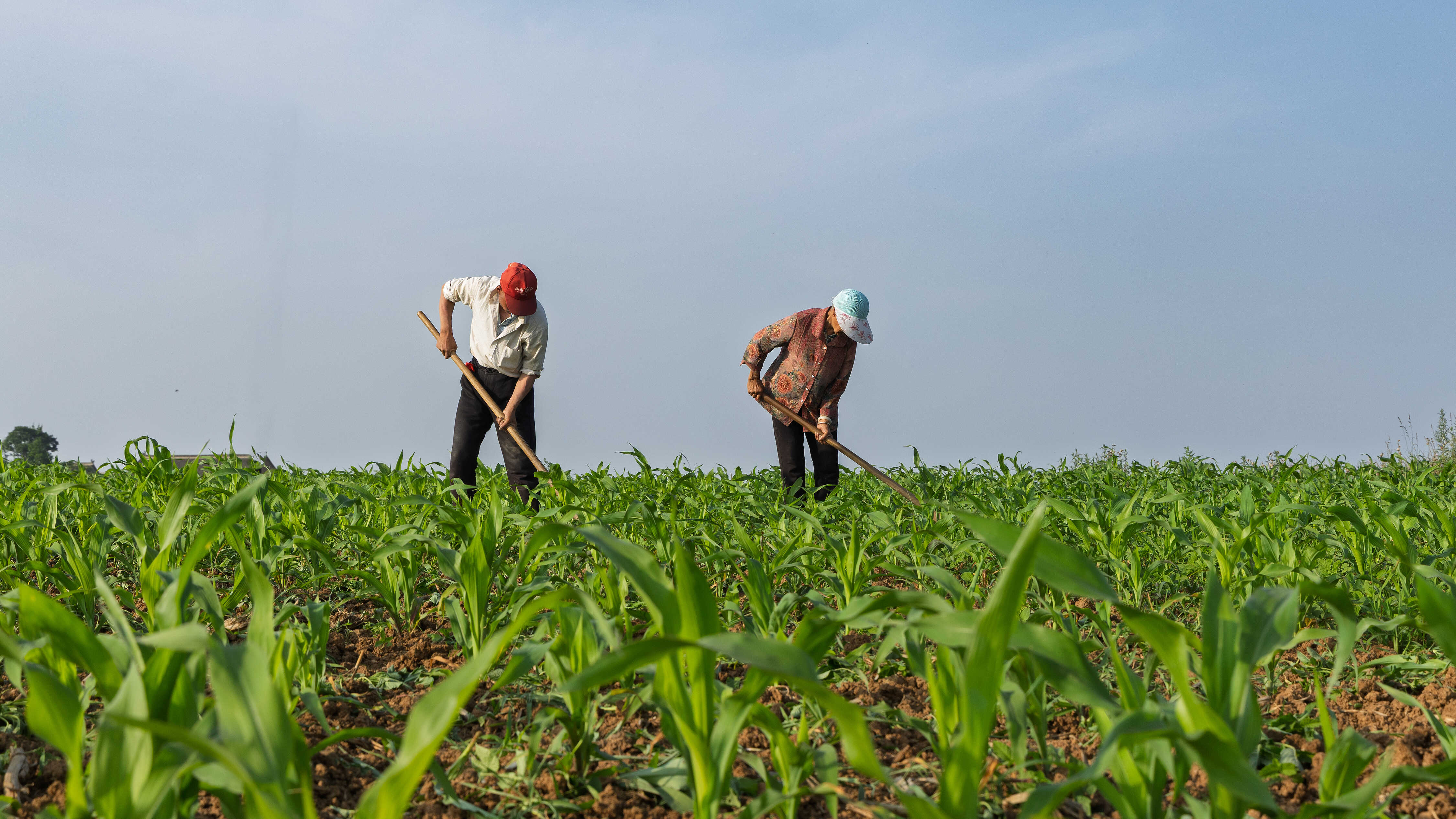 Chinese Scientists Uncover Solution to Crops’ Midday ‘lunch break’—-Chinese Academy of Sciences  english.cas.cn