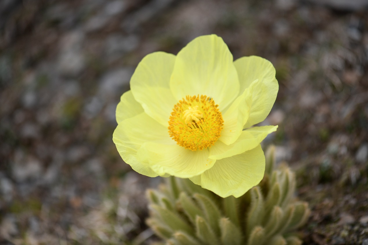 Scientists Observe Plants' Reproductive Adaptations Amid Droughts on Qinghai-Tibet Plateau