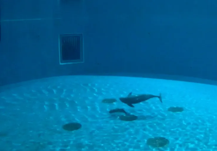 Yangtze Finless Porpoise Calf Born in Rare Head-first Delivery Turns One Month Old