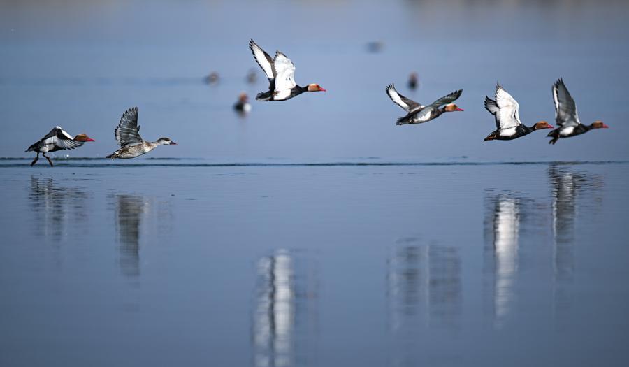 China's Wastewater Cleanup Reverses River Oxygen Decline, Study Finds