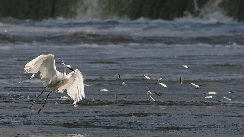 Can a Ten-year Fishing Ban Save the Yangtze River?