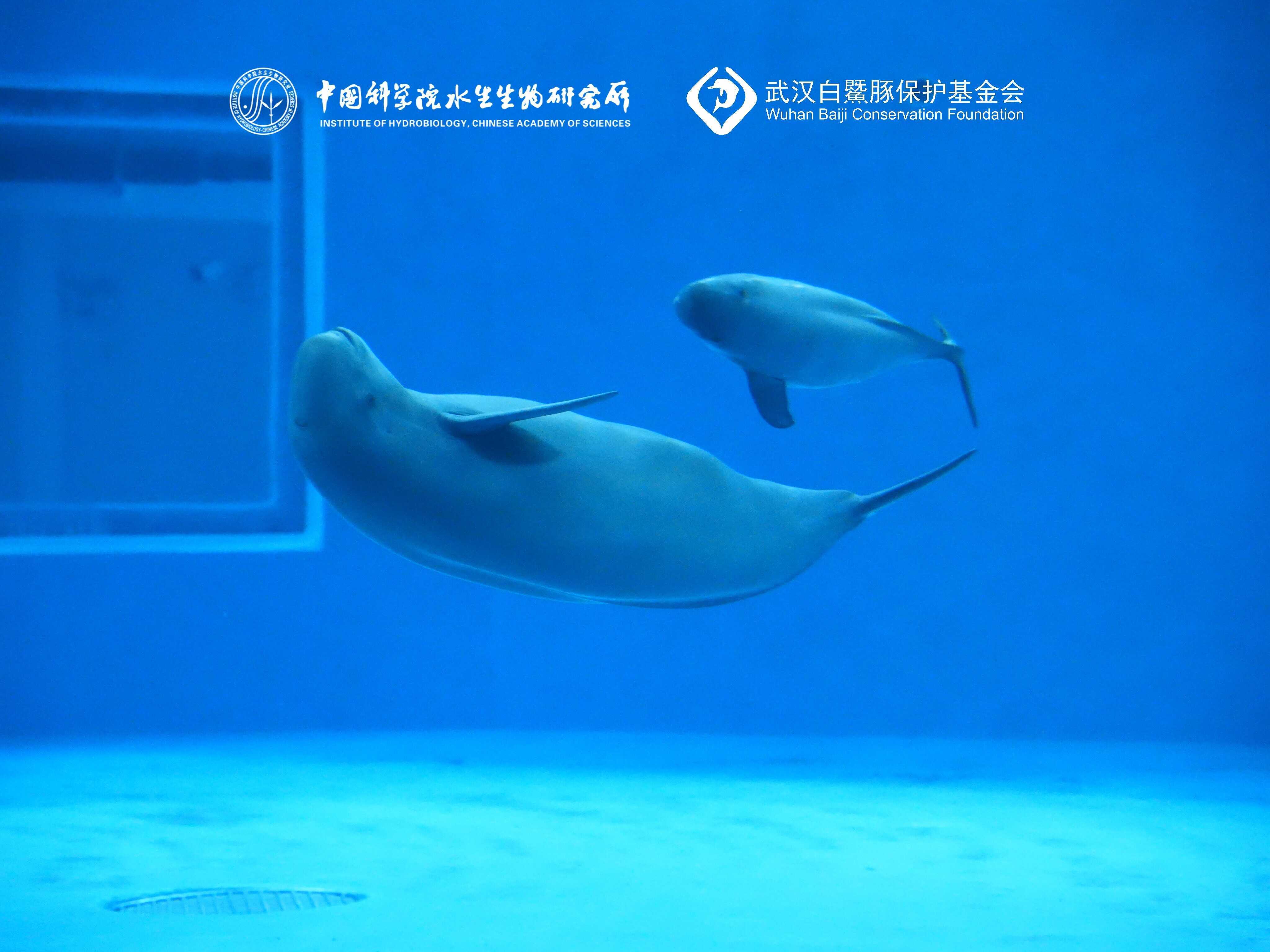 AI System Monitors Endangered Yangtze Finless Porpoises—-Chinese Academy of Sciences  english.cas.cn