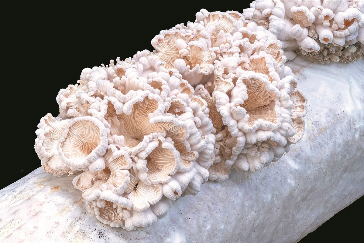 Mushroom First Spawned from An Apple Closer to Mass Production