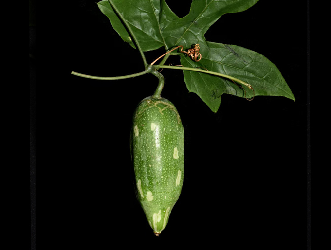 Wuhan Research Team Discovers New Plant Species in East Africa