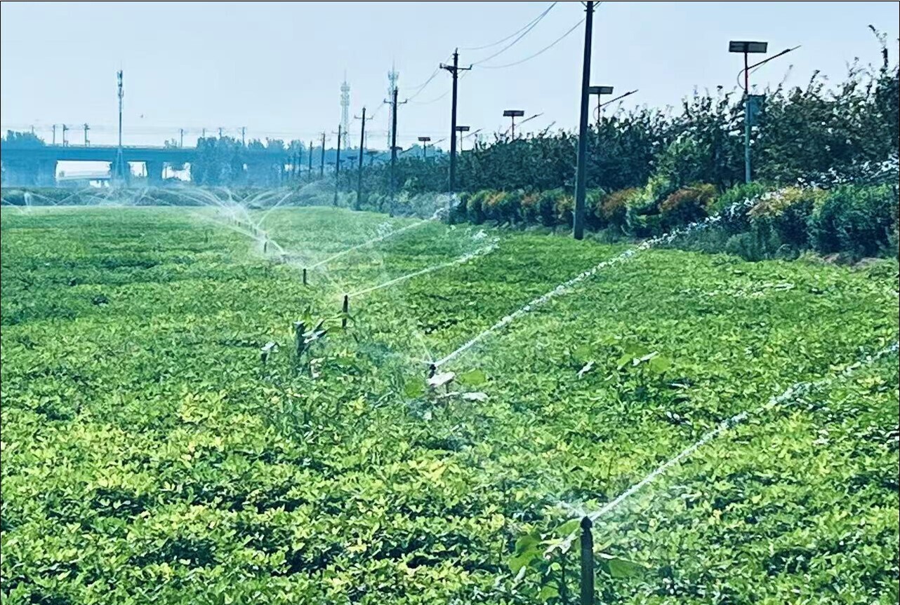 Researchers Propose New Irrigation to Balance Water Conservation, Food security in China