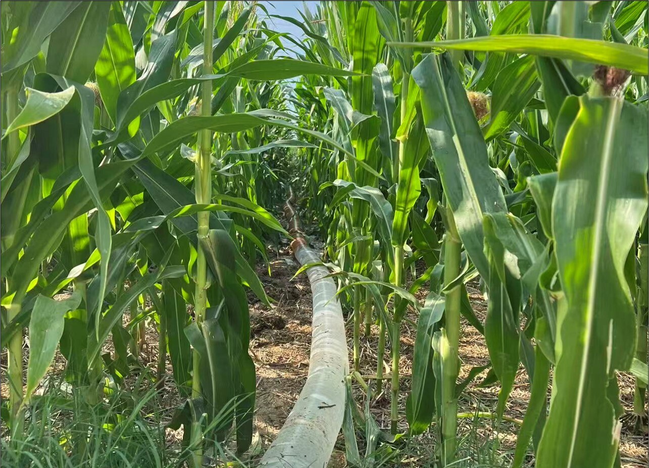 Researchers Propose New Irrigation to Balance Water Conservation, Food security in China