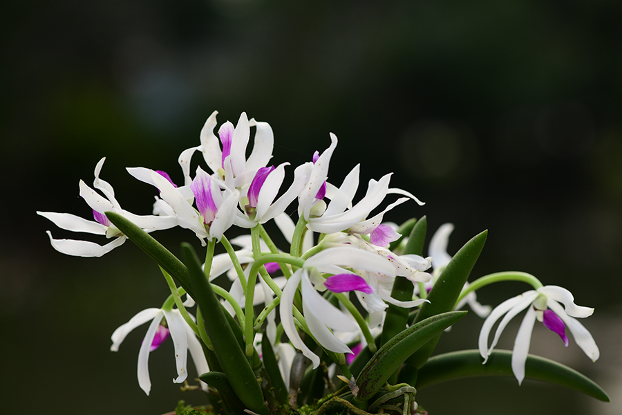 Orchids Burst into Diverse Blossom in SW China----Chinese Academy 