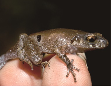 Five New Animal Species Discovered in China's Yunnan