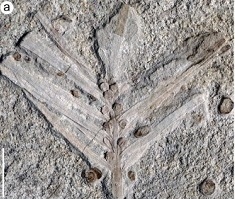 Scientists Discover 160-mln-yr-old Plant Fossil