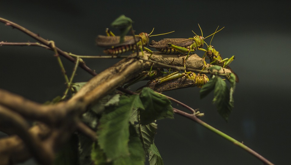 Chinese Scientists Find Smelly Locust Compound behind Swarms