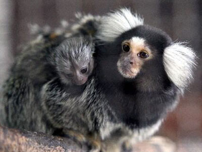Shanghai Scientists Study Altruistic Behavior in Monkeys