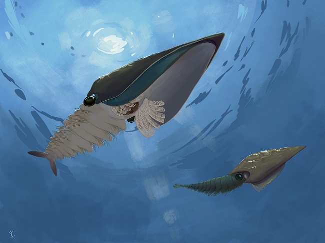 Artistic reconstruction of Cordaticaris striatus on the Cambrian sea.jpg