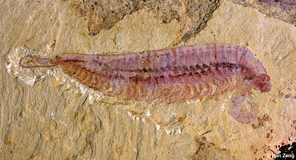 Fossil specimen of Kylinxia, holotype（CREDIT：ZENG Han）.jpg