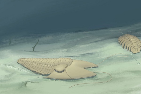 Artistic reconstruction of Phantaspisauritus, by HUO Xiuquan.jpg