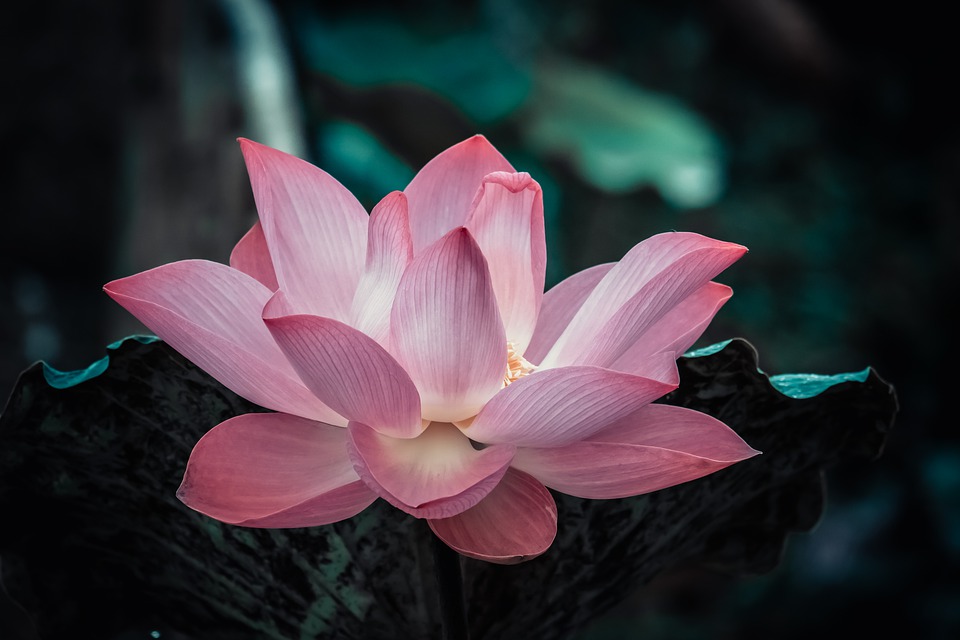 Chinese Researchers Share Lotus Gene Database