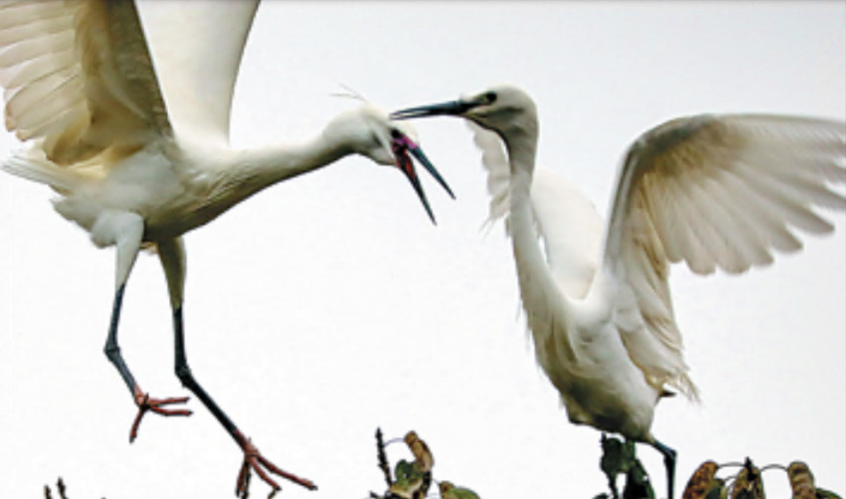 10-year Ban Along Chishui Nets Welcome Rise in Fish Populations
