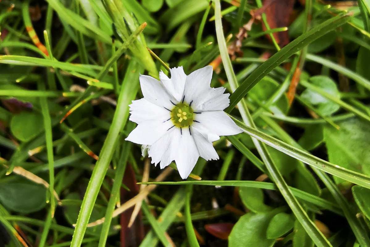 Petal-closing species found on the Qinghai-Tibet Plateau. [Photo provided to China Daily]
