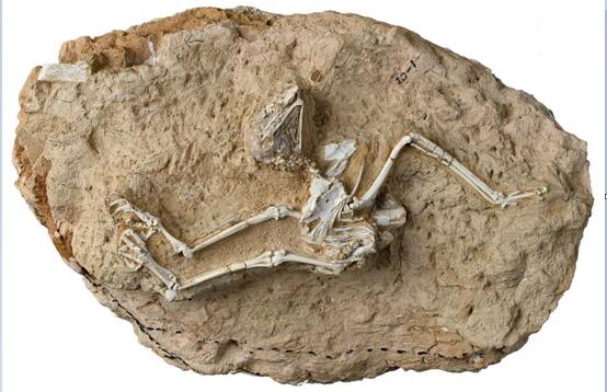 The well-preserved fossil skeleton of an extinct owl is shown in a new study. (Provided by the researchers)