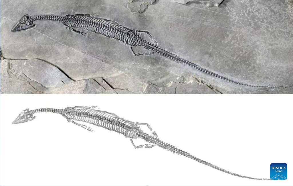 Chinese Scientists Find Fossil of New Marine Reptile with 