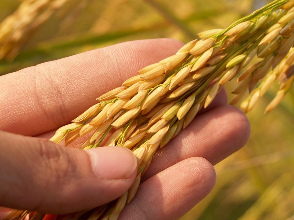 Chinese Scientists Identify Genes for More Heat-tolerant Rice