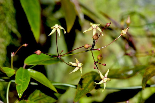 New Plant Species in Southwest China China Announced