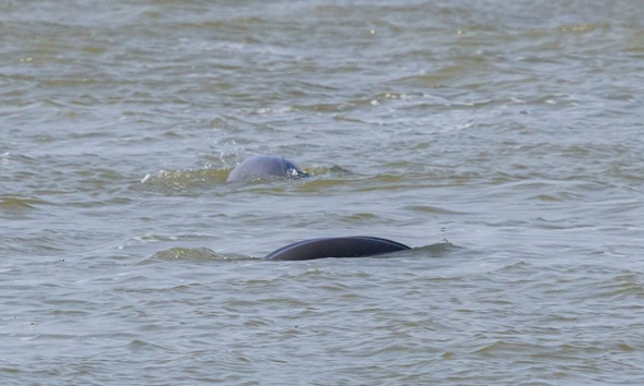 China's Unique 'Smiling Angel' Porpoises Released into Yangtze River