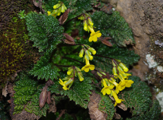 Scientists Find New Plant Species in SW China