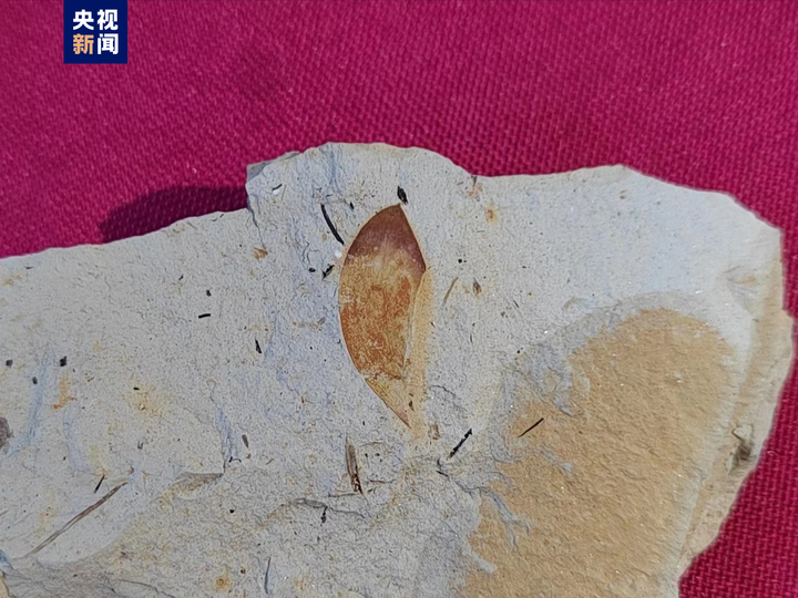 Chinese Scientists Find Shark Fossil Dating Back 220 Million Years on